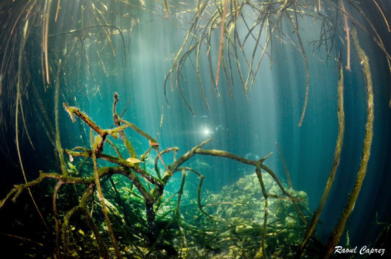 Under the mangrove by Raoul Caprez 
