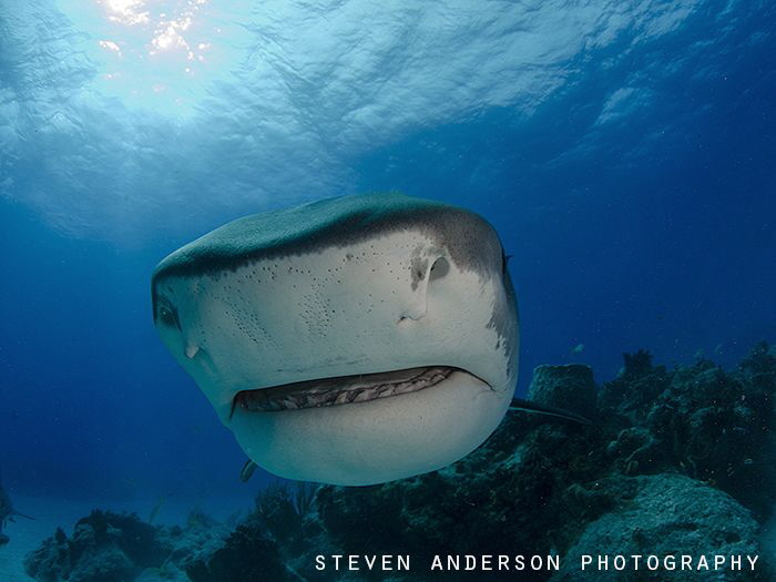 Nothing like a closeup with a Tiger Shark. This image was... by Steven Anderson 