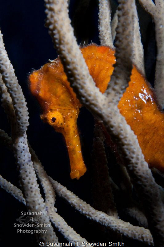 The seahorses of Roatan are stunning! 
Bright orange sea... by Susannah H. Snowden-Smith 