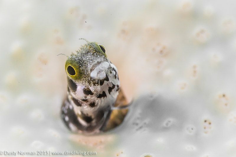 "Glowing"
A blenny isolated with a bright background. by Dusty Norman 