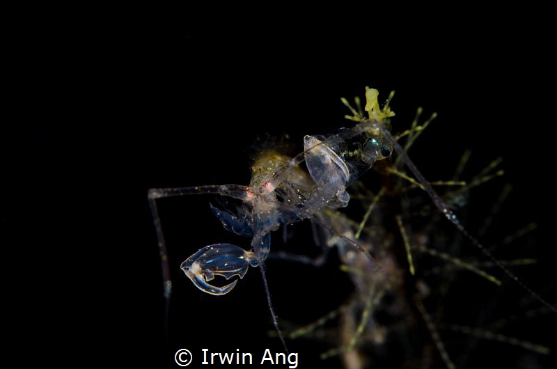 D I N N E R 
Skeleton shrimp (Caprellidae)
Anilao, Phil... by Irwin Ang 
