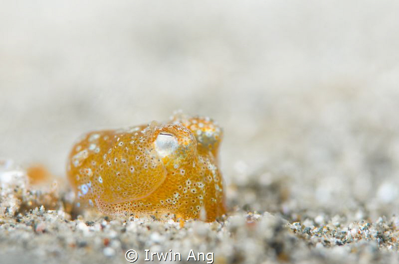G O O D - N I G H T
Orange-Bobtail squid (Euprymna scolo... by Irwin Ang 