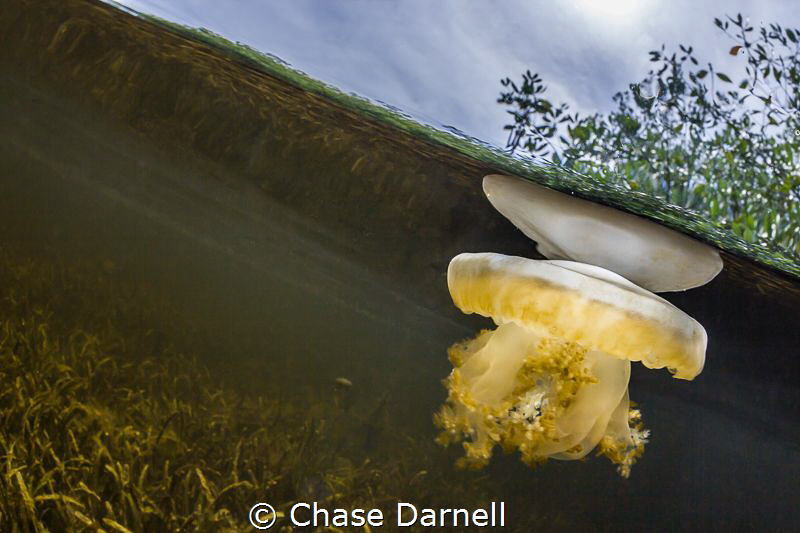 "Floating"
Jelly in the Mangroves. by Chase Darnell 