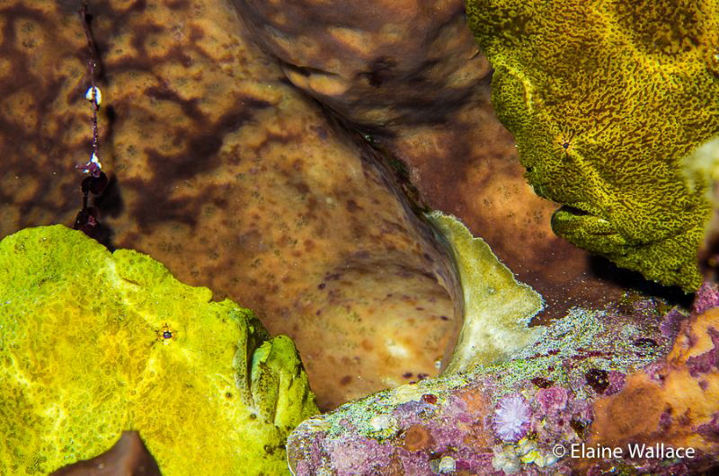 Frog fish romance, hopefully the start of a new generation! by Elaine Wallace 