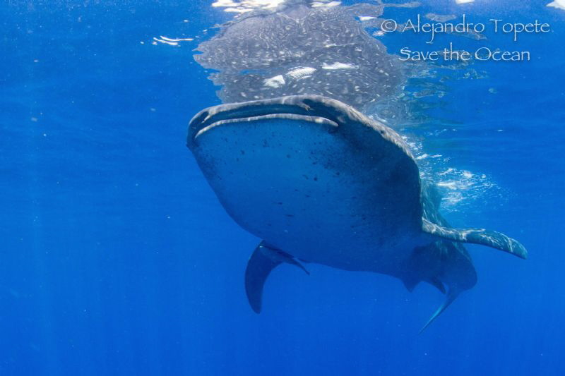 Whale Shark in Blue, Isla Contoy México by Alejandro Topete 