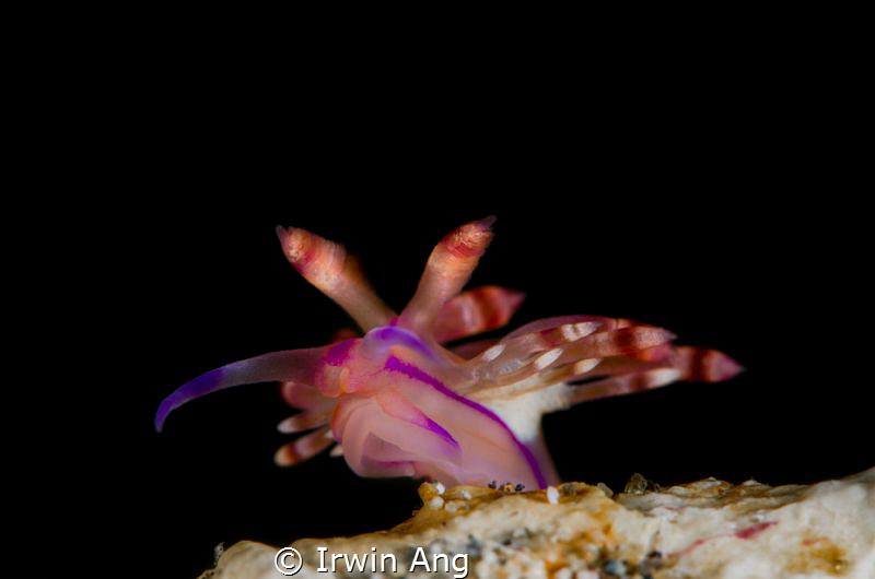 F L Y I N G 
Nudibranch (Flabellina exoptata)
Anilao, P... by Irwin Ang 