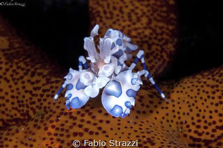 Arlequin shrimp by Fabio Strazzi 