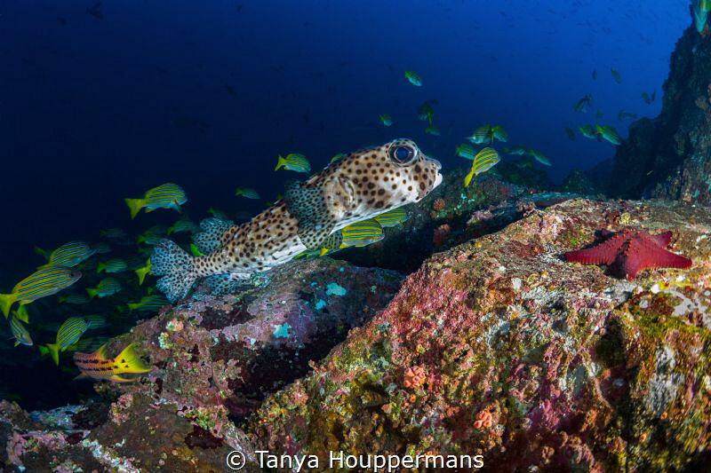 When You Wish Upon A Starfish
A porcupine fish approache... by Tanya Houppermans 
