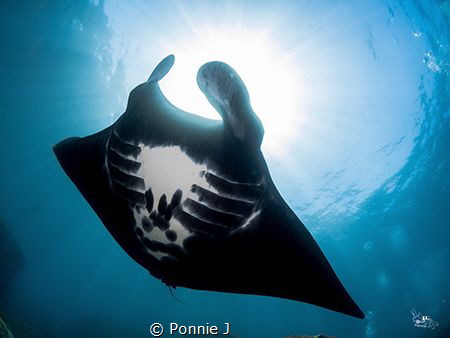 Bat of the sea by Ponnie J 