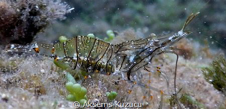 Female Shrimp with the spawn yet in the belly 
among the... by Aksems Kuzucu 