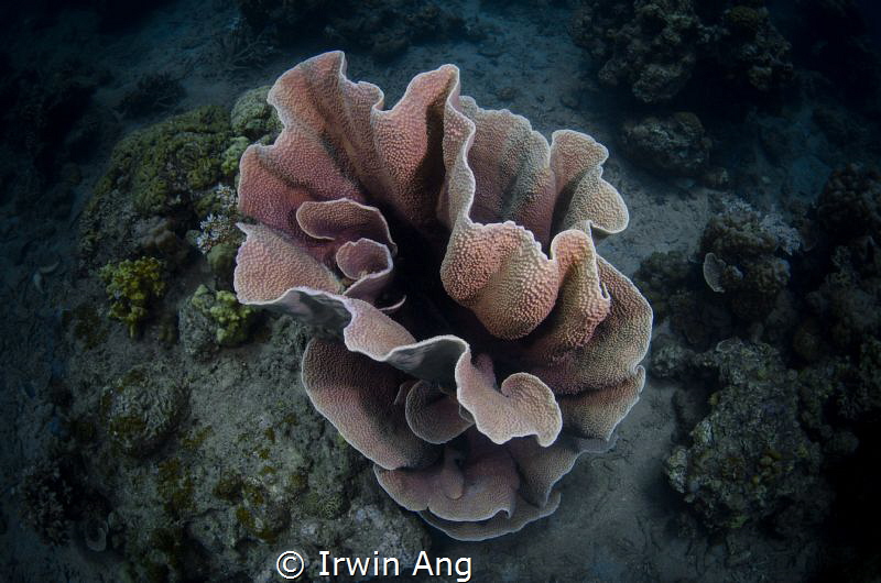 G O O D - N I G H T
Coral @ APH house reef
Anilao, Phil... by Irwin Ang 