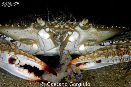 The last supper:
The crab thought that got lucky... its ... by Gaetano Gargiulo 