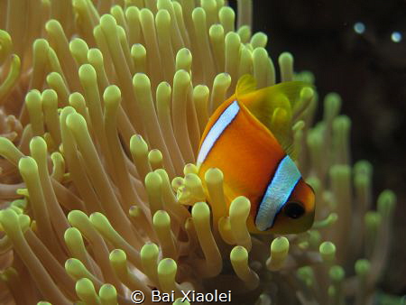 Anemonefish swimming by Bai Xiaolei 