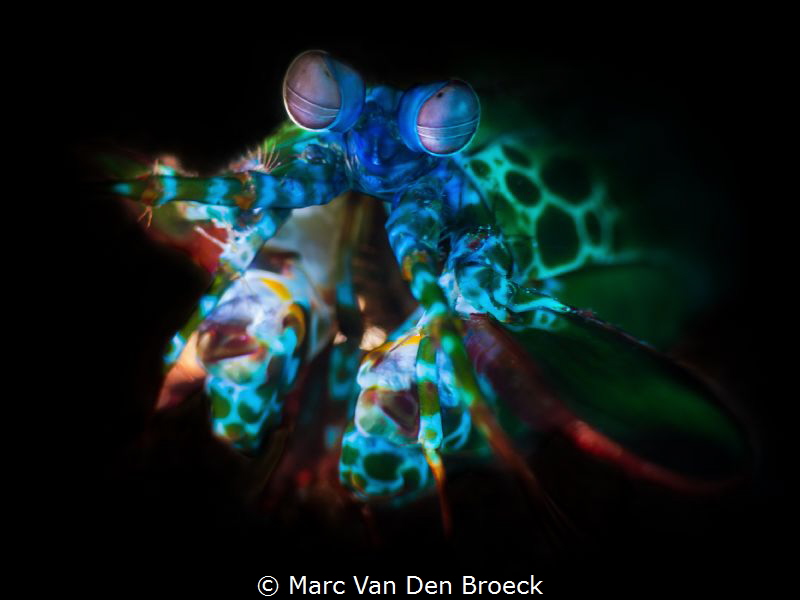 bluegreen by Marc Van Den Broeck 