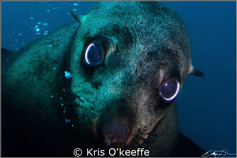 Australian Fur Seal , Martin Island , NSW.  Taken 5-10-2015 by Kris O'keeffe 