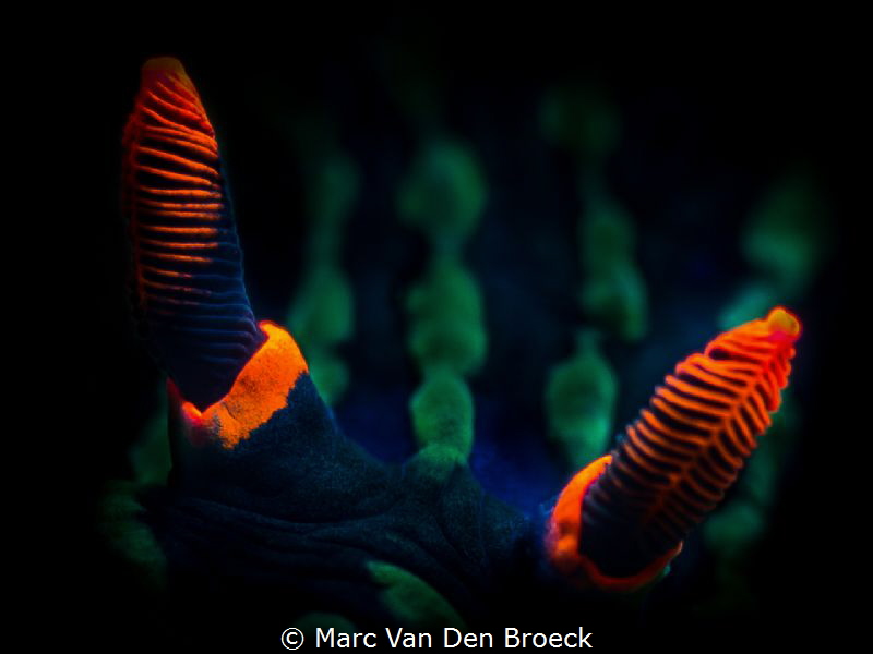 Red horns by Marc Van Den Broeck 