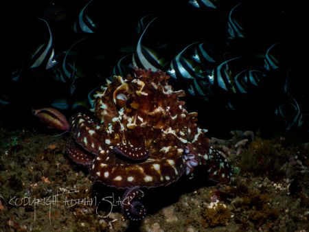 Contrast, reef octopus being attacked by banner fish. by Adrian Slack 