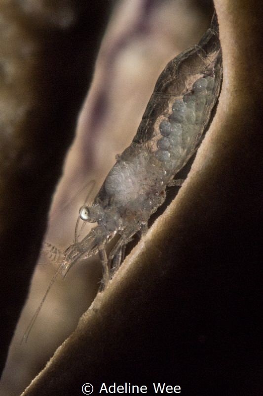A female glass shrimp with eggs. Mum-to-be by Adeline Wee 