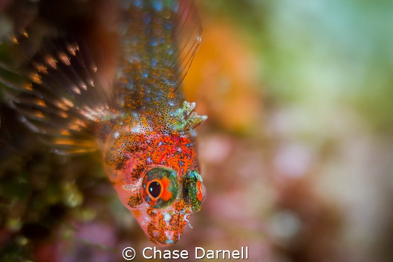 "Rave"
A very colorful Triple Fin Blenny portrait. These... by Chase Darnell 