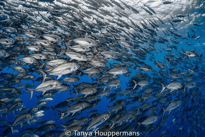 In Good Company
Bigeye trevally at Cocos Island, Costa Rica by Tanya Houppermans 