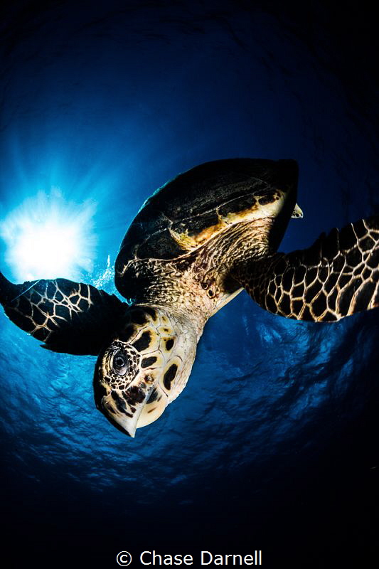 "Dive"
A Hawksbill Turtle dives down from the surface wi... by Chase Darnell 