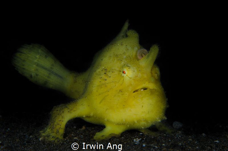 Y E L L O W
Yellow hairy frogfish (Antennarius striatus)... by Irwin Ang 