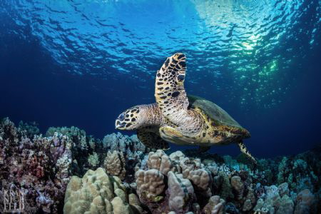There are less than 100 nesting female Hawksbill Turtles ... by Lyle Krannichfeld 