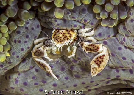 Anemone crab by Fabio Strazzi 