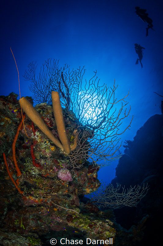 "Floating"
Divers passing a sun lit gorgonian. by Chase Darnell 