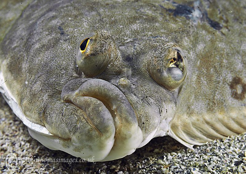 This old plaice looks a bit worse for wear. by Mark Thomas 