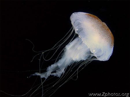 This sea nettle packs a nasty sting if you aren't wacthin... by Zaid Fadul 