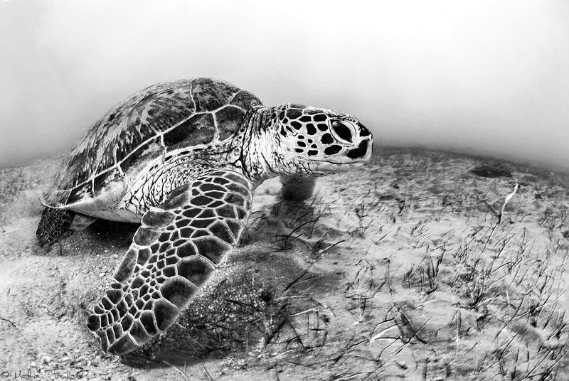 green turtle (N'gouja - Mayotte) by Mathieu Foulquié 