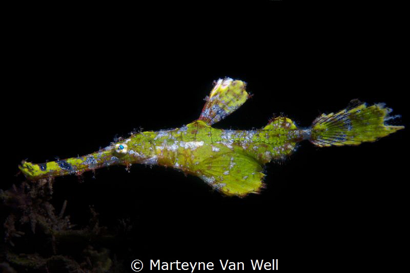 Robust Ghost Pipefish in unusually beautiful green colours by Marteyne Van Well 