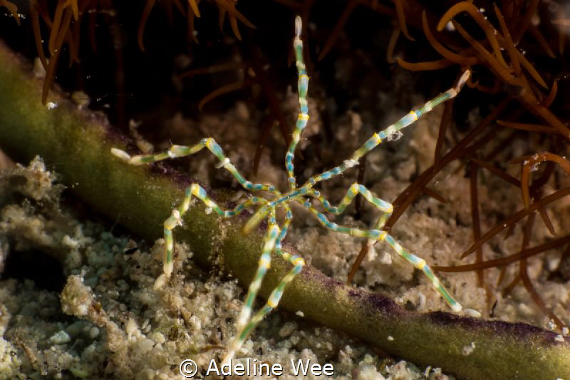 Itsy bitsy sea spider by Adeline Wee 