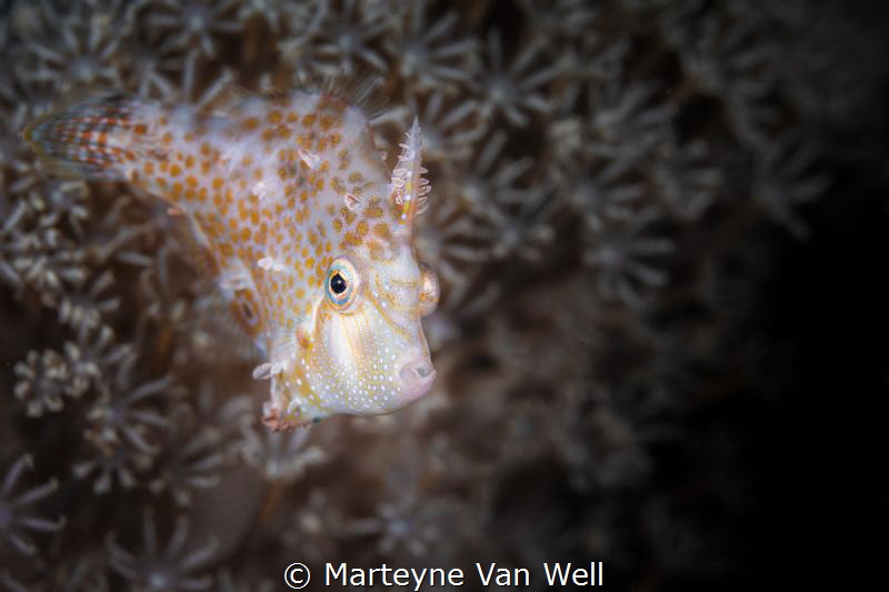 Minute Filefish with attitude by Marteyne Van Well 