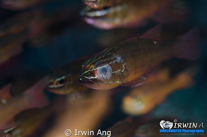 D I S A B L E
Cardinal fish (Apogonidae)
Anilao, Philip... by Irwin Ang 