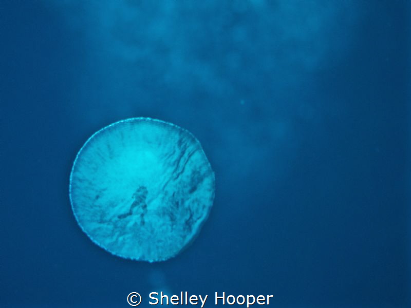 A diver trapped in a bubble..
Russell Islands, Solomon I... by Shelley Hooper 