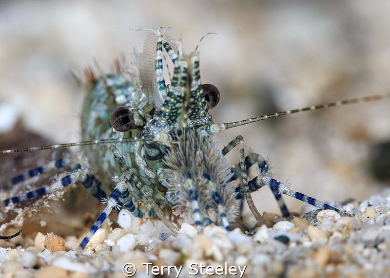 Saren shrimp
— Subal underwater housing, Canon 5Dmk2, Ca... by Terry Steeley 