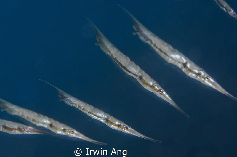 D o - R e - M i
Razorfish (Aeoliscus strigatus)
Tulambe... by Irwin Ang 