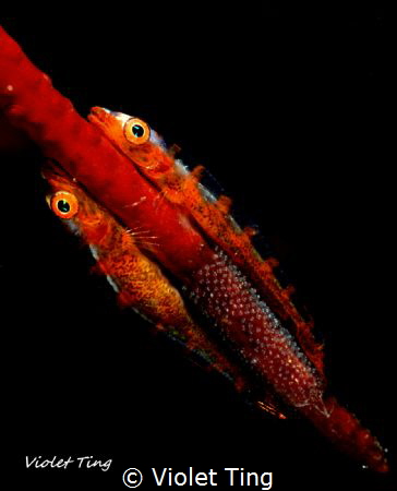 Gobies and eggs by Violet Ting 