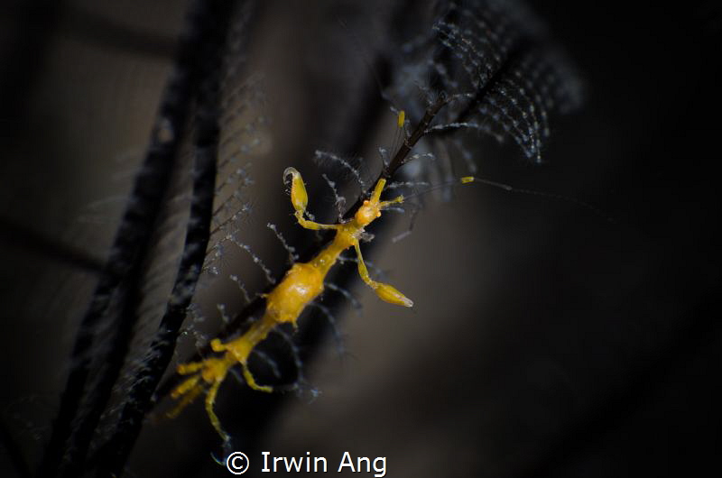 Y E L L O W
Yellow skeleton shrimp (Caprella sp.)
Tulam... by Irwin Ang 