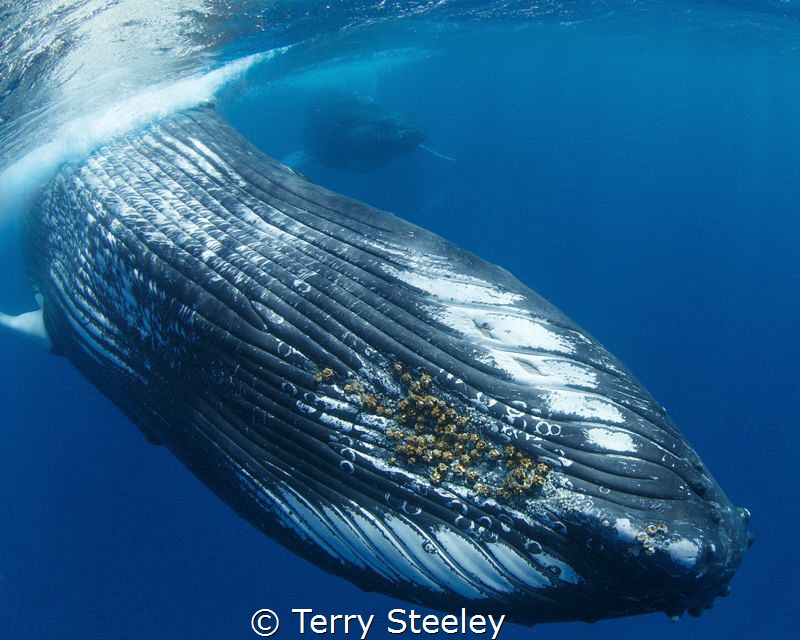 Torpedos away...
— Subal underwater housing, Canon 1Dx, ... by Terry Steeley 