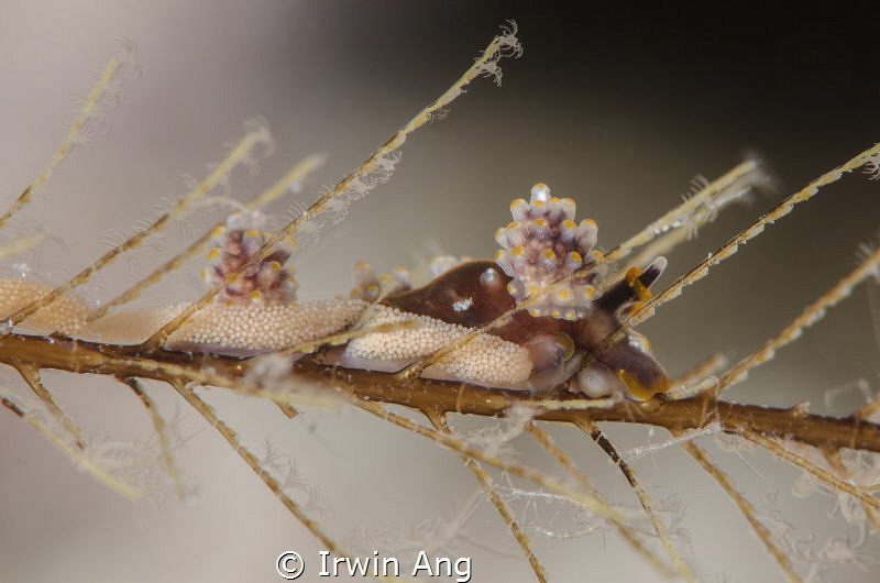L A Y I N G - E G G S
Doto fragilis (Dotidae)
Pom Pom I... by Irwin Ang 