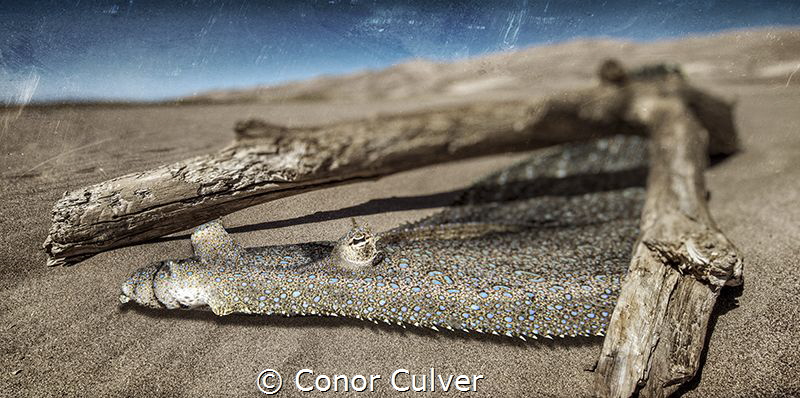 "Flounder Desert" part of my Underwater Surrealism series... by Conor Culver 