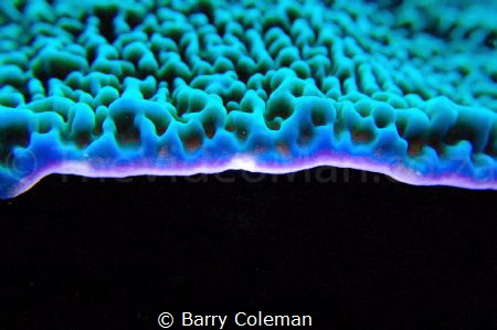 I took this shot of Coral in Lembeh during sunset. Someth... by Barry Coleman 