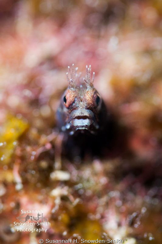 Adorable roughhead blenny!
I used f/2.8 to focus on just... by Susannah H. Snowden-Smith 