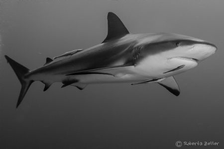 Caribbean reef shark, Canon 7D, Nauticam housing, Tokina ... by Roberta Zeller 