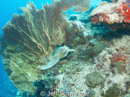 In March 2012 I made this image of a sea turtle using a f... by Jeff Schweitzer 
