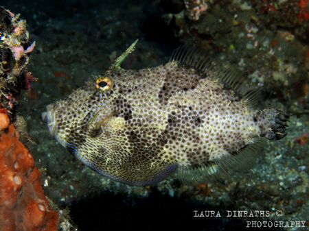 Patterned filefish by Laura Dinraths 