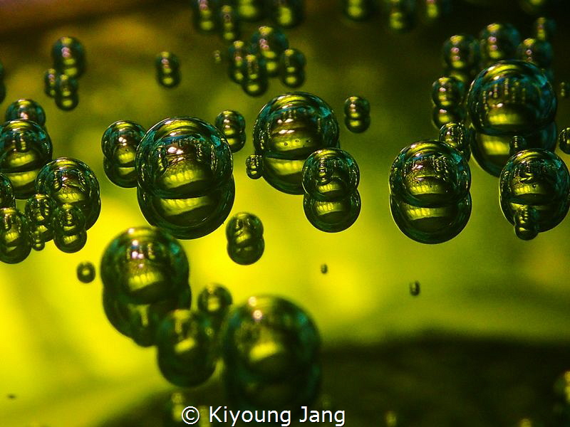 shot of bubbles and seasquirt taken by Olympus tg-3. insi... by Kiyoung Jang 